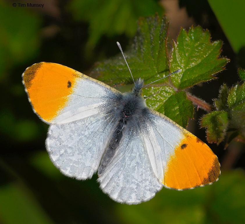 Orange Tip 030510_1.jpg